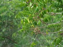 Image result for Trichilia prieuriana