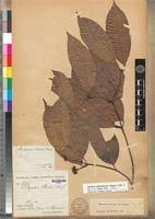 Image result for Hunteria umbellata