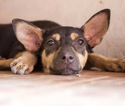 Maybe you would like to learn more about one of these? What You Should Know About Dog Hiccups In Sleep Zooawesome