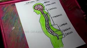Fast network diagram tool to draw network diagram rapidly and easily. How To Draw Human Spine Anatomy Color Drawing For Kids Youtube