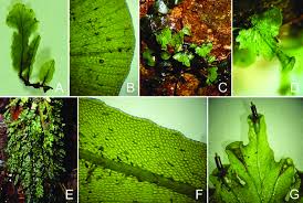 Image result for Didymoglossum