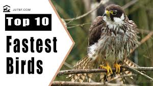 Peregrine falcons breed from alaska to maine during the months of april through july. Quick Answer Which Is The Fastest Flying Bird Madame The Journey