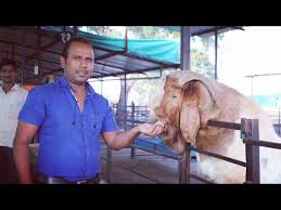 The farmer who raised 20 females and 1 male can make good profit with the semi. Pathardi Sheli Palan Prashikshan Kendra Golectures Online Lectures