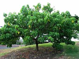 Image result for Thespesia populneoides