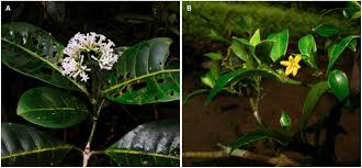 Image result for Psychotria auxopoda
