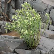 Image result for Kanahia laniflora