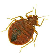 Whether it's for homes, commercial structures, or industry, you can choose an option to have either monthly. Bed Bug Control Bed Bug Removal Lincolnshire