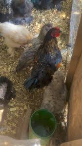 Littles are panting, time for the misters!