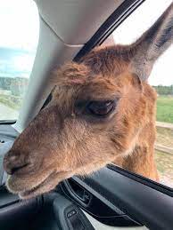 Wonderful African Safari Wildlife Park Traveling Adventures Of A Farm Girl African Safari Wildlife Park Wildlife