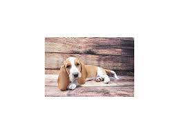 5 out of 5 stars. Basset Hound Puppies Petland Jacksonville Florida