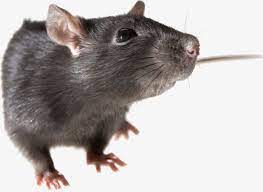 Small Mice And Rats Mice Clipart Little Mouse Mouselittle Png Transparent Clipart Image And Psd File For Free Download Rats Image Png