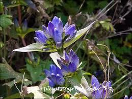 Image result for Gentianaceae
