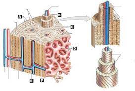 Cortical bone is compact bone, while cancellous bone is trabecular and spongy bone. Reviewing Facts Terms Labeling