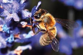Chances are, as you're what is an example of bird pollination? Dossier The Pollinator Crisis And New Technology Geographical Magazine