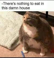 Fat Cat 9gag