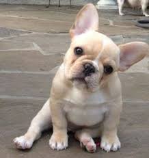 One blue french bulldog,mia dogs. Is A French Bulldog Right For You Natural Dog Company