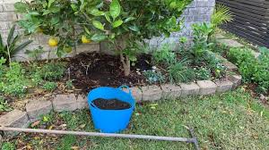 One of the most important things you can do to keep your trees healthy and productive is to mulch! How To Top Dress Citrus Trees The Easy Way Eco Family Life