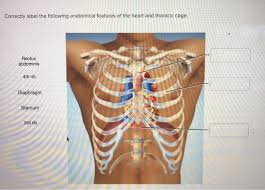 Learn here what might cause rib cage pain, and the symptoms of various conditions, including. Solved Correctly Label The Following Anatomical Features Chegg Com