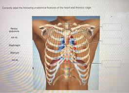 Ribs the ribs are elastic arches of bone, which form a large part of the thoracic skeleton. Solved Correctly Label The Following Anatomical Features Chegg Com