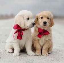 Did you scroll all this way to get facts about goldendoodle puppy? 68 Small Breed Puppies For Sale Near Me Ideas Puppies Dogs Cute Dogs