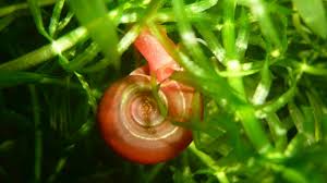 Les escargots qu'on trouve en france (environ 500 espèces identifiées) sont en très grande majorité des phytophages (herbivores), du coup maintenant que vous en savez un petit peu plus à propos de ce gros escargot, passons aux choses sérieuses ! Les Escargots Escargots En Aquarium Une Plaie Indispensable Le Chant De L Eau