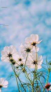 Top Ten Best Aesthetic Spring 2020 Wallpapers For Iphone X And Iphone 11 Full Hd Cute Lock Scre In 2020 Spring Wallpaper Spring Landscape Photos Best Iphone Wallpapers
