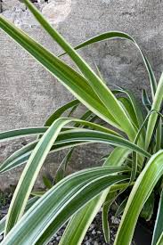 Image result for Chlorophytum silvaticum