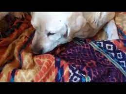 Renowned dog breeder ann seranne argues that the mother needs to eat some of the placentas for their high vitamin and hormone levels, which induce milk supply. Mother Dog Eats Puppy It Was Dead Youtube