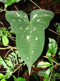 Image result for Syngonanthus longibracteatus