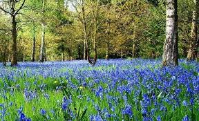 Where To See Bluebells Bluebell Walks And Gardens British Garden English Country Gardens Bluebells