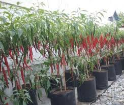 Tanam cili merah kaedah fertigasi. Panduan Cara Budidaya Cabai Untuk Pemula Lengkap Kumparan Com