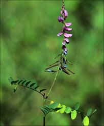 Image result for Indigofera astragalina-hirsuta