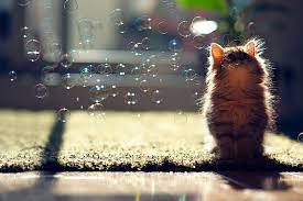 The cutest kitten in the world / самый милый котенок в мире. Probably The World S Cutest Kitten Bored Panda