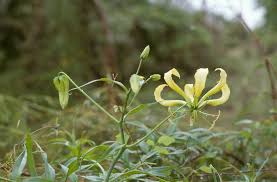 Image result for Gloriosa sessiliflora