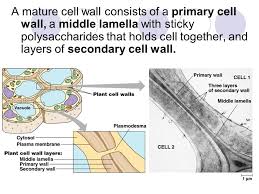 Middle lamella is mainly composed of. A Tour Of The Cell Everything You Wanted To Know About Cell Organelles But Were Afraid To Ask Ppt Download