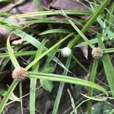 Image result for Kyllinga erecta