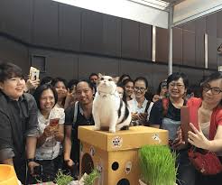 หมดเวลาของแมวหรือยัง? คุยกับ ทูนหัวของบ่าว ในวันที่ Cat Marketing แผ่วลง