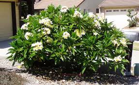 Pin On Gardens And Landscaping