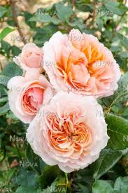 Rosa Xavier de Fraissinette ®