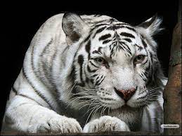 White Tiger Tiger Pictures Pet Tiger Tiger Wallpaper
