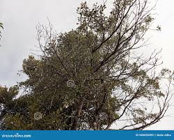 Image result for Manilkara kauki