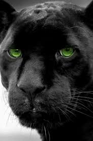 Pin By Irie Dreamz On Animal Wildlife Cat Spirit Animal Animals Cat Spirit