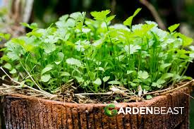 Image result for Coriandrum sativum