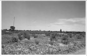 Image result for Orthanthera jasminiflora