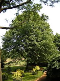 Image result for Tiliacora funifera