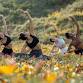 Sunrise Pilates in the Flower Patch event image