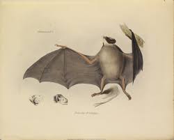 Charles Darwin Photo The Zoology Of The Voyage Of H M S Beagle Zoology Nature Illustration Charles Darwin