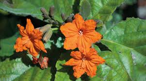 Moon valley nurseries has a wide selection of flowering trees to choose from. A Guide To Geiger Trees Coral Gables