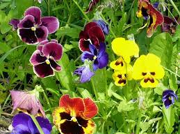 Lasciamo una selezione di immagini che hanno messaggi e fiori da condividere sui social network o whatsapp. Foto Fiori 2 Per Sfondi
