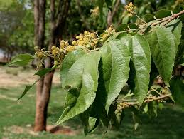 Image result for Guazuma ulmifolia